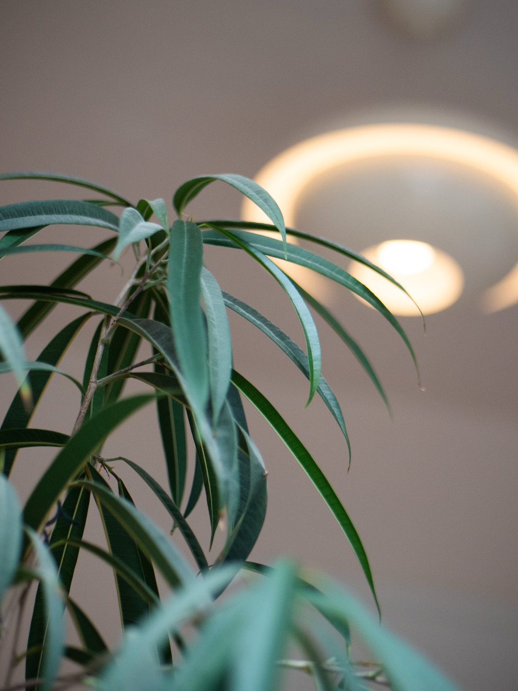 Plante et éclairage doux